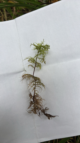 stairstep moss