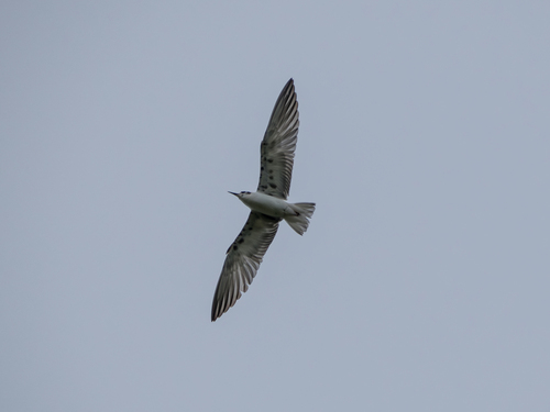 iNaturalist image