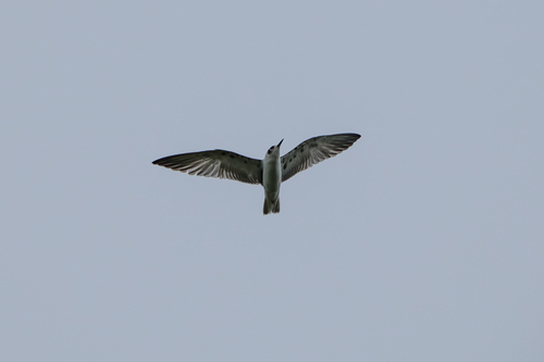 iNaturalist image