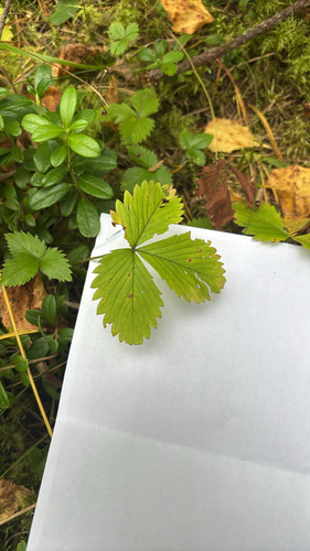 woodland strawberry