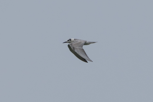 iNaturalist image