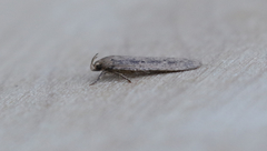 Platyedra subcinerea