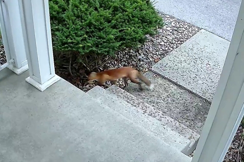 Red Fox