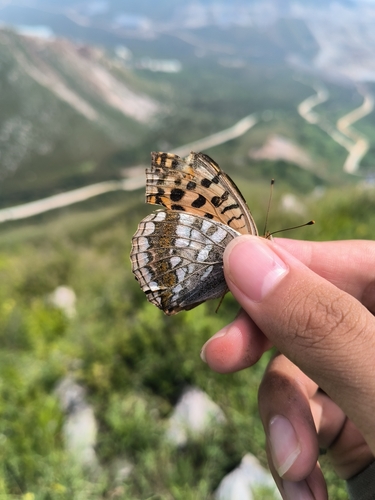 Argynnis vorax
