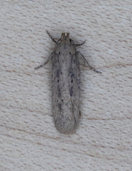 Platyedra subcinerea