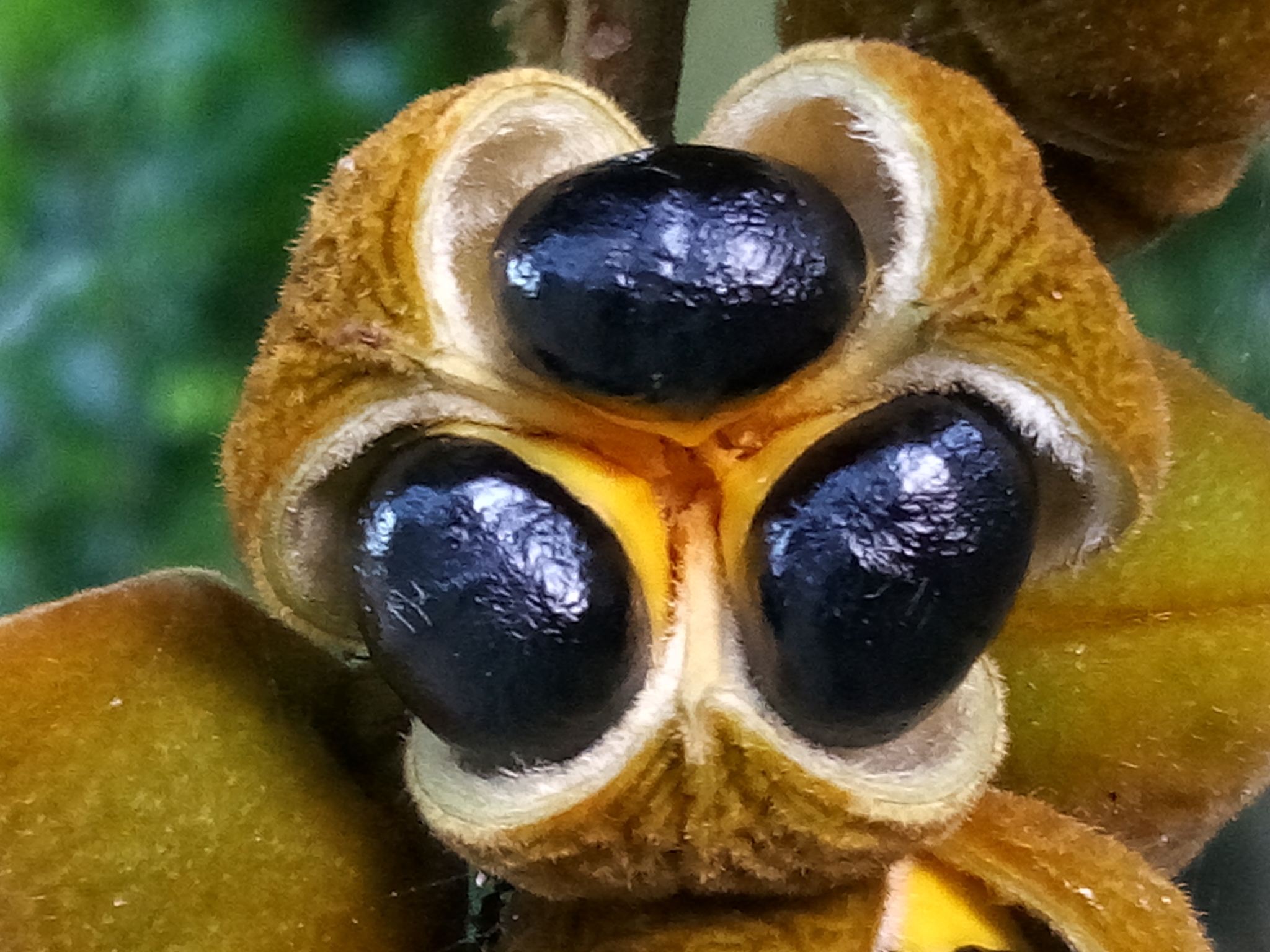 Cupania americana