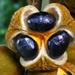 Wild Ackee - Photo (c) Martin Reith, some rights reserved (CC BY-NC), uploaded by Martin Reith