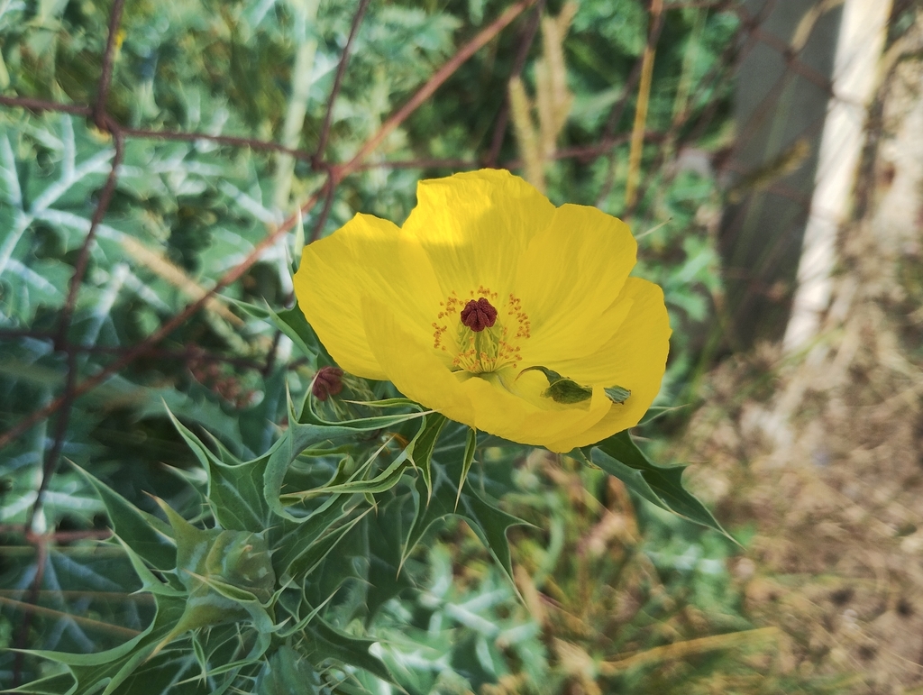 Argemone mexicana; photograph (c) The Great Walter, some rights reserved (CC BY)