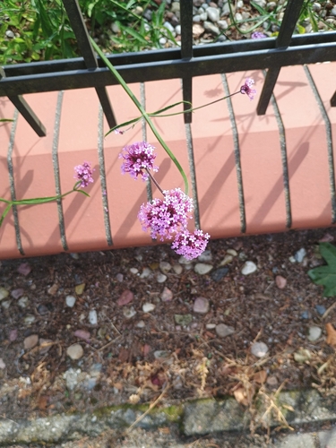 purpletop vervain