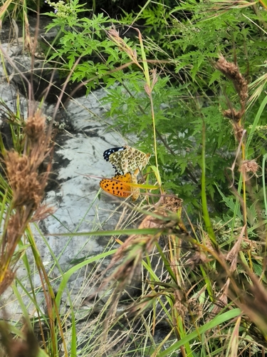 Tropical Fritillary
