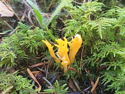 Jelly-antler