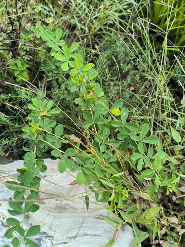 Caragana rosea