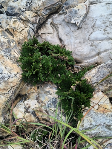 Selaginella pulvinata