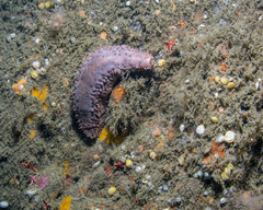 Cucumaria frondosa