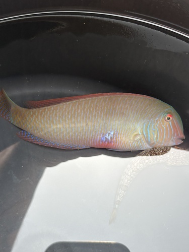 Pearly Razorfish