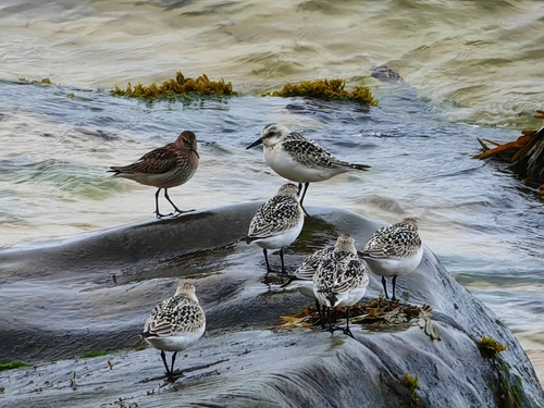 Sanderling