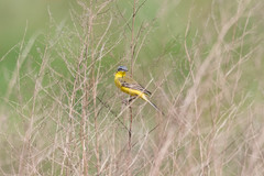 Motacilla flava flava