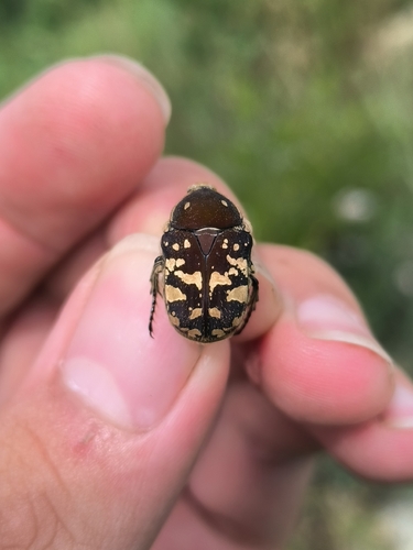 Blue Flower Chafer