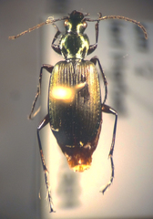 Agonum extensicolle