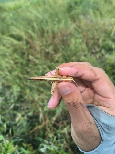 Patanga japonica