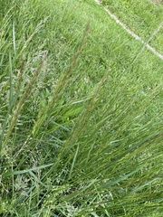 Arrhenatherum elatius