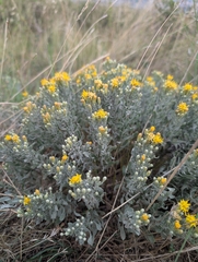 Galatella villosa, photograph (c) Mikhail Morozov, some rights reserved (CC BY)