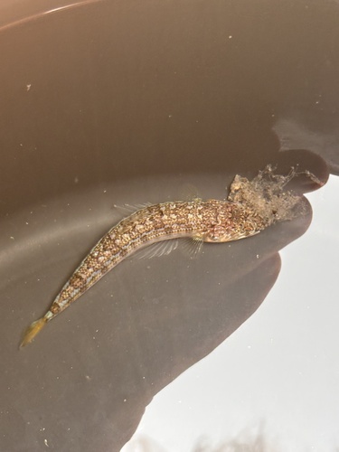 Atlantic Lizardfish