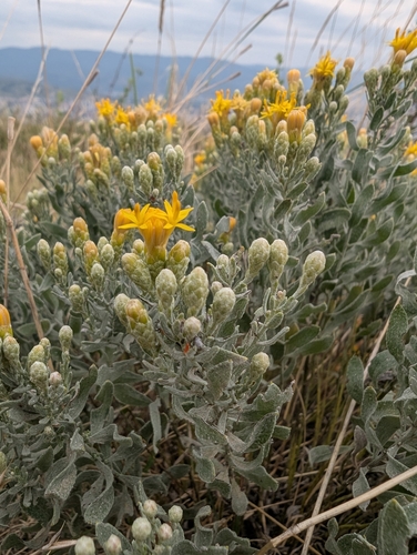 Galatella villosa, photograph 4