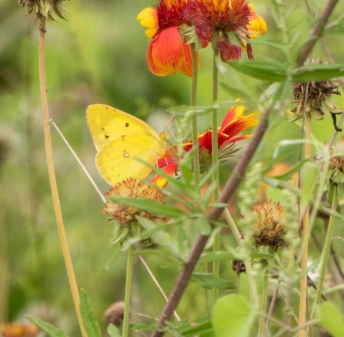 Colias poliographus