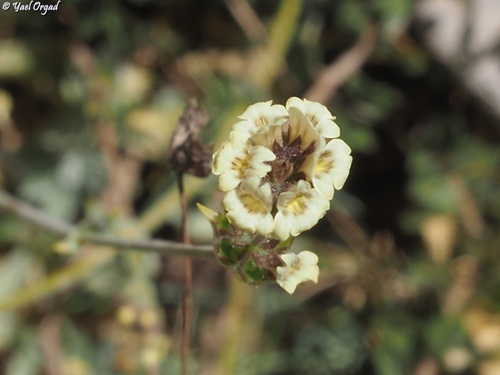 Sideritis libanotica, 2026-08-24