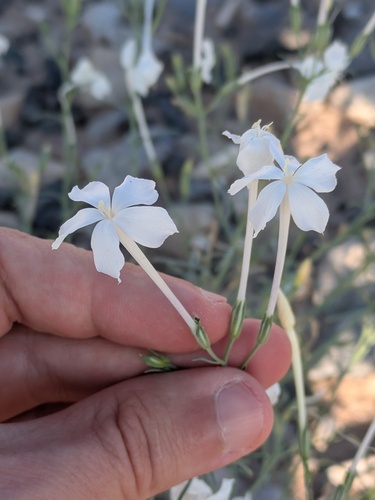 Ipomopsis longiflora, photograph 6