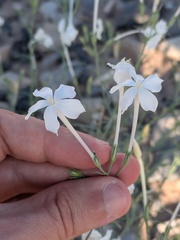 Ipomopsis longiflora, photograph (c) Eric Knight, some rights reserved (CC BY)