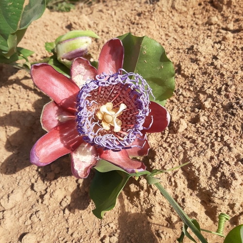 Winged-Stem Passion Flower