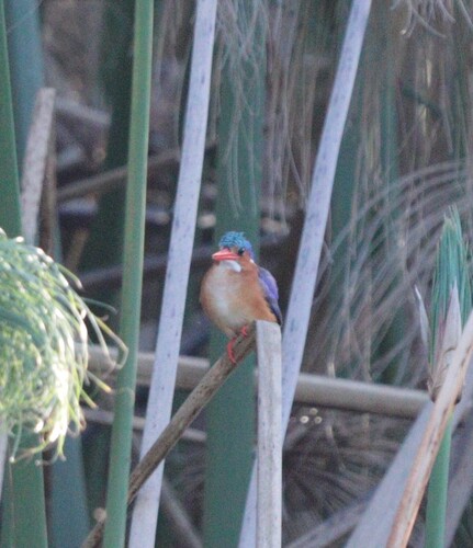 iNaturalist: (c) simonescrase, some rights reserved (CC BY-NC) iNaturalist image
