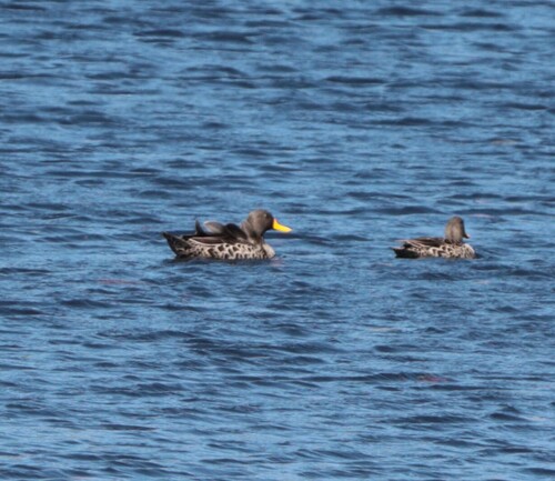 iNaturalist image