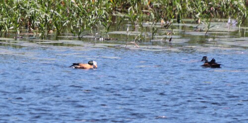 iNaturalist image