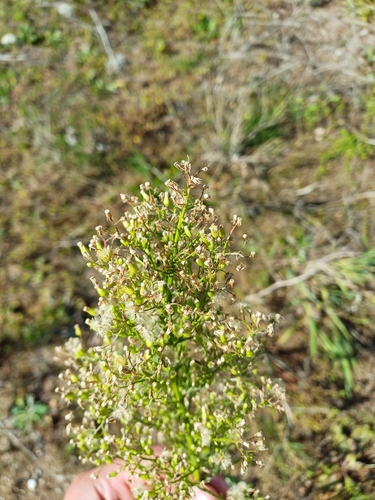 horseweed