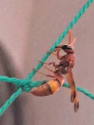 Antodynerus flavescens