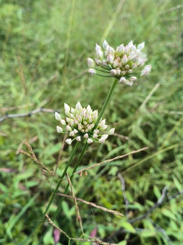 branchy onion