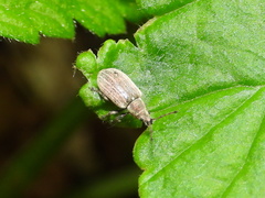 Phyllobius pyri