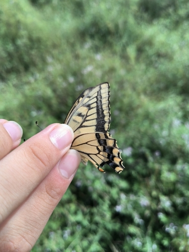 Old World Swallowtail