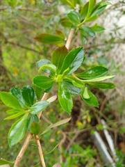 Escallonia rubra