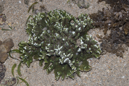 Montipora digitata observed 2026-08-29