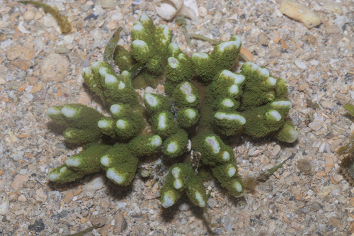 Montipora digitata observed 2026-08-29