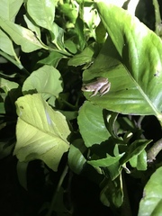 Hyperolius marmoratus