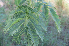 Enterolobium contortisiliquum