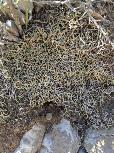 Selaginella mutica, photograph 4