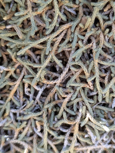 Selaginella mutica, photograph 5