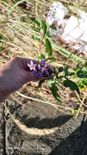 bittersweet nightshade