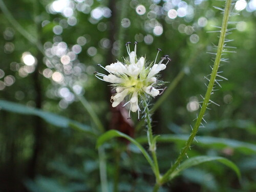 Dipsacus pilosus, photograph 2